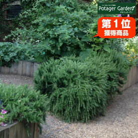 楽天市場 鉢植え 花 室内 種類 植物 ローズマリー の通販