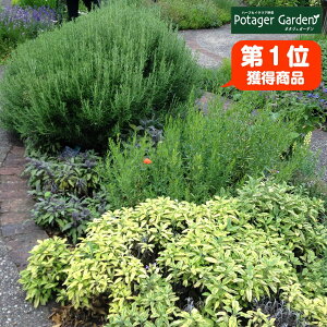 ラベンダー 鉢 苗の人気商品 通販 価格比較 価格 Com