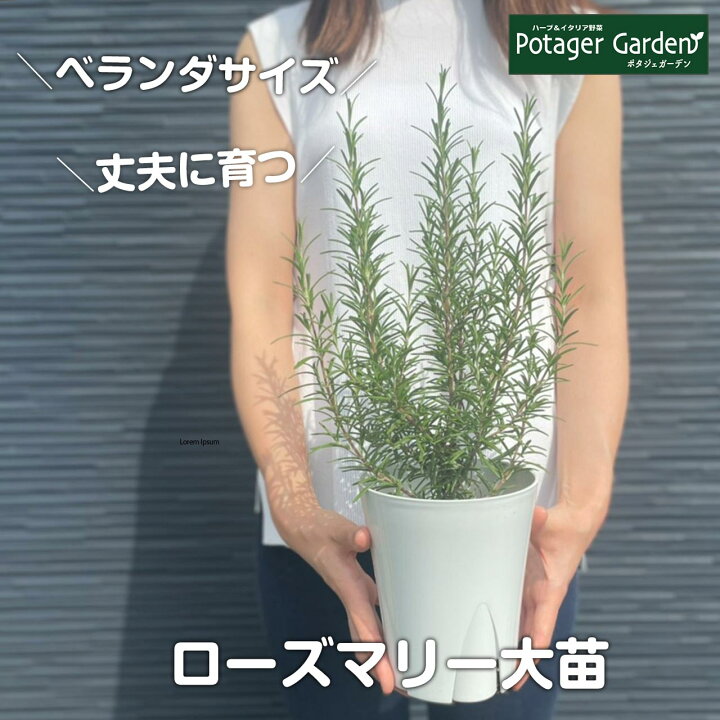 楽天市場 ローズマリー 鉢植え 苗 精油 カラープランター入り 送料無料 ハーブ 苗 効能 アンチエイジング アロマオイル ミント タイム レシピ 育て方 使い方 立性 這性 季節 ガーデン 寄せ植え 花 ギフト 玄関 誕生日 プレゼント ハーブ苗のポタジェガーデン