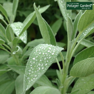 y{P2{z n[u c K[f Z[WiƉu ߂ Ɖu͂ ԕc c N N ͔| 񂹐A ĕ g Iѕ  n  Vs ȒP  Z[WeB  h