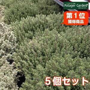 ハーブ タイム 花 Diy 工具の人気商品 通販 価格比較 価格 Com
