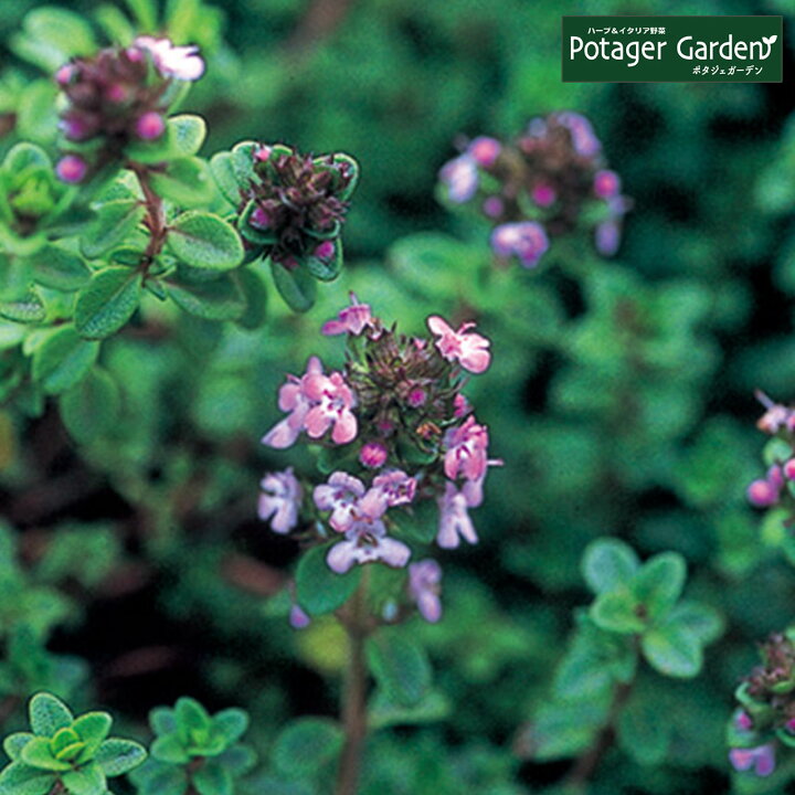 楽天市場 ハーブ 苗 ドーンバレータイム ハーブ苗 栽培キット 英語 効能 代用 種類 料理 育て方 使い方 選び方 ラベンダー 寄せ植え ハーブティー 種 レシピ 鉢植え バジル ローズマリー ミント 花苗 セット 送料無料 ドライハーブ 野菜 水耕栽培 ドーンバレー