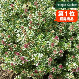 楽天市場 クリーピングタイム 苗の通販