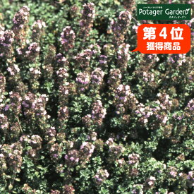 楽天市場 水耕栽培 ハーブの通販