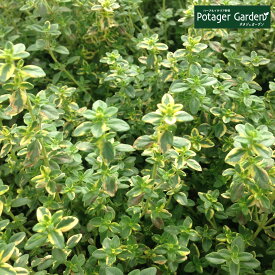 楽天市場 ハーブ タイム 種の通販