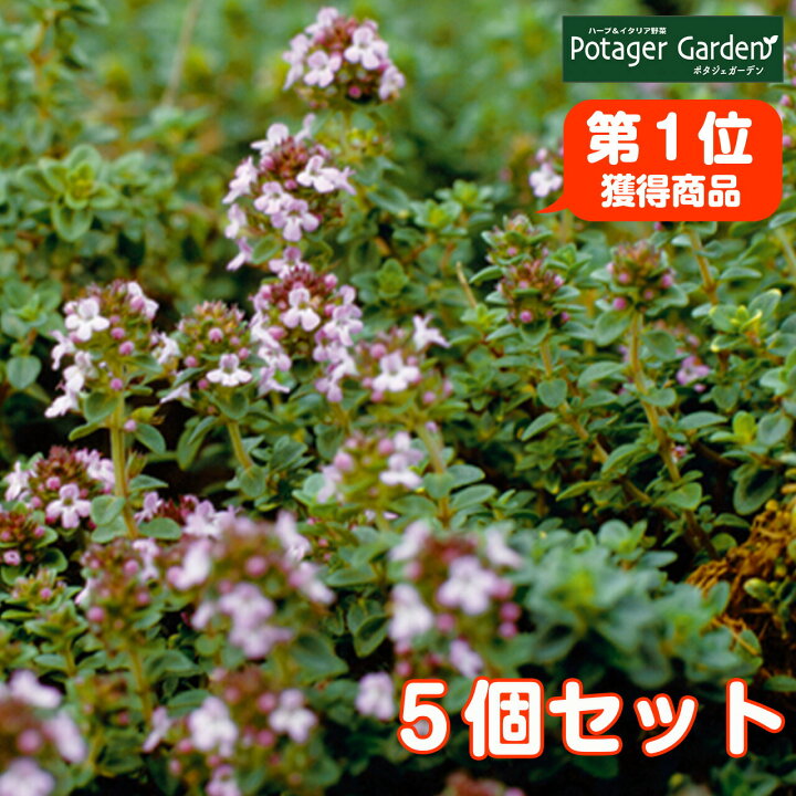 楽天市場 Tv紹介 ハーブ 苗 セット レモンタイム 5個 ハーブ苗 栽培キット 英語 効能 代用 種類 料理 育て方 使い方 選び方 ラベンダー 寄せ植え ハーブティ 種 鉢植え バジル ローズマリー ミント 花苗 セット 送料無料 ドライハーブ 野菜 水耕栽培 ハーブ苗の