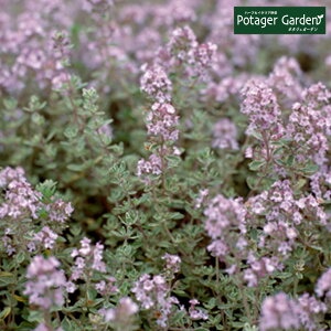 レモン バジル 種 苗の人気商品 通販 価格比較 価格 Com