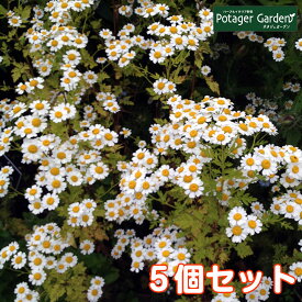 楽天市場 エキナセア 苗の通販