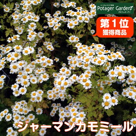 楽天市場 カモミール 苗の通販