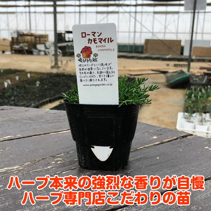 魅力的な ハーブ苗 ローマン カモマイル カモミール 9cmポット 1苗