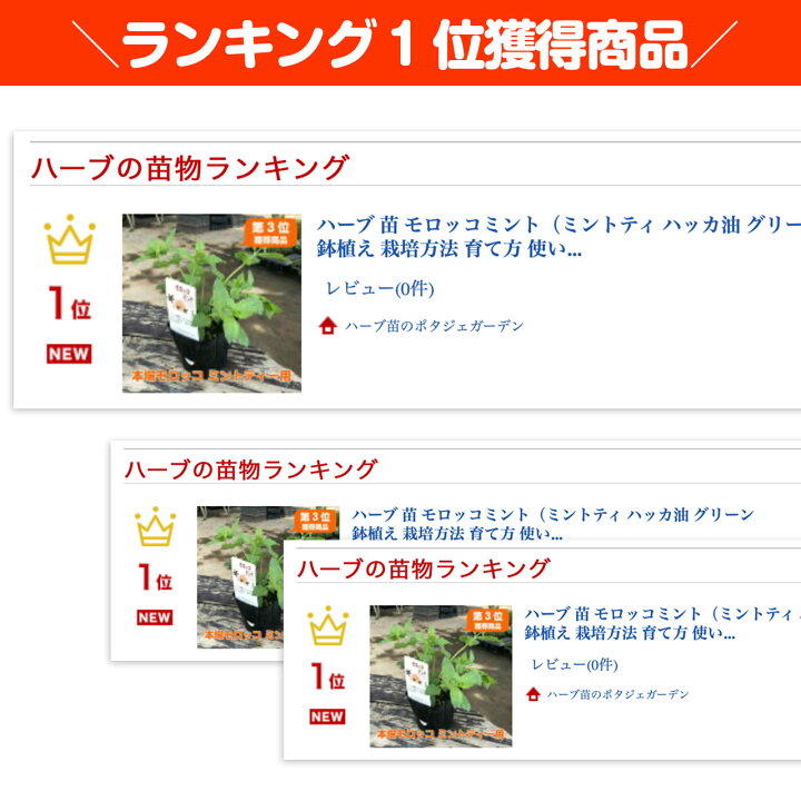 楽天市場 本日p2倍 ハーブ 苗 モロッコミント ミントティ ハッカ油 グリーン 鉢植え 栽培方法 育て方 使い方 選び方 種類 花苗 プランター セット 栽培キット ミントグリーン ドライハーブ ラベンダー バジル 寄せ植え 野菜 種 アッツァイ 冷え性 対策 モロッコm