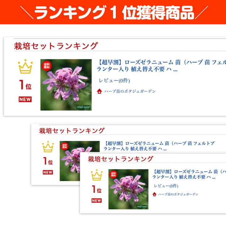 楽天市場 本日p2倍 ハーブ 苗 ローズゼラニウム ハーブティー ハーブガーデン 栽培キット 花苗 ガーデニング ドライハーブ セット 室内 プランター 寄せ植え ティーバッグ ハーブウォーター 乾燥 料理 プランター 家庭菜園 キット ハーブ苗のポタジェガーデン