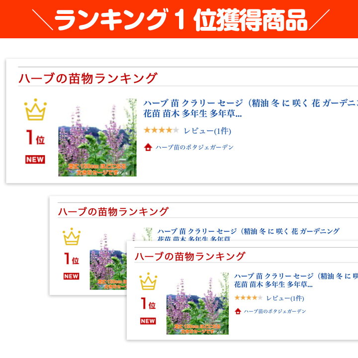 楽天市場 本日p2倍 ハーブ 苗 クラリー セージ 免疫力 高める 免疫力を強くする 精油 ガーデニング 花苗 苗木 多年生 多年草 栽培 寄せ植え 育て方 使い方 選び方 収穫 時期 料理 レシピ 簡単 肉 ハーブティ セージティ 乾燥 ドライ アロマ 強壮 消化促進 クラリー