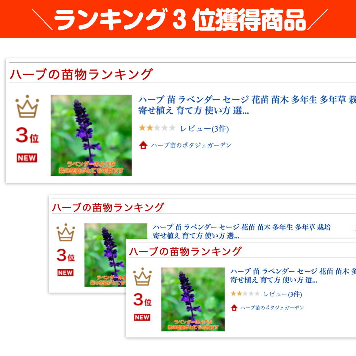 楽天市場 ハーブ 苗 ラベンダー セージ 花苗 苗木 多年生 多年草 栽培 寄せ植え 育て方 使い方 選び方 野菜 販売 収穫 時期 料理 レシピ 簡単 肉 ハーブティ セージティ 作り方 乾燥 ドライ アロマ 香水 強壮 消化促進 サルビア セージグリーン 色 Lavセージ 楽天市場 ハーブ 苗 ラベンダー セージ 花苗 苗木 多年生 多年草 栽培 寄せ植え 育て方 使い方 選び方 野菜 販売 収穫 時期 料理 レシピ 簡単 肉 ハーブティ セージティ 作り方 乾燥 ドライ アロマ 香水 強壮 消化促進 サルビア セージグリーン 色 Lavセージ