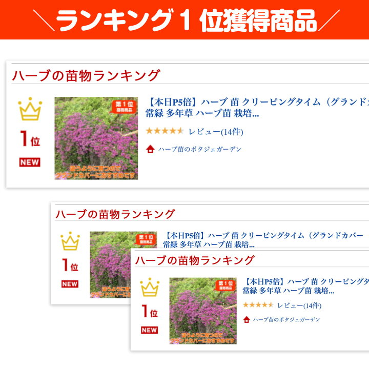 楽天市場 ハーブ 苗 クリーピングタイム グランドカバー 常緑 多年草 ハーブ苗 栽培キット 効能 スーパー 種類 料理 育て方 使い方 選び方 ラベンダー 寄せ植え ハーブティ レシピ 鉢植え バジル ローズマリー ミント 花苗 ドライハーブ 野菜 水耕 クリーピング