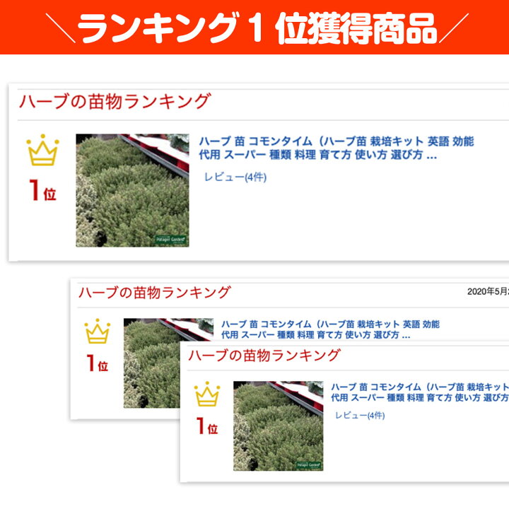 楽天市場 本日p2倍 ハーブ 苗 コモンタイム ハーブ苗 栽培キット 英語 効能 代用 スーパー 種類 料理 育て方 使い方 選び方 ラベンダー 寄せ植え ハーブティ 種 レシピ 鉢植え バジル ローズマリー ミント 花苗 セット 送料無料 ドライハーブ 野菜 水耕栽培 コモン
