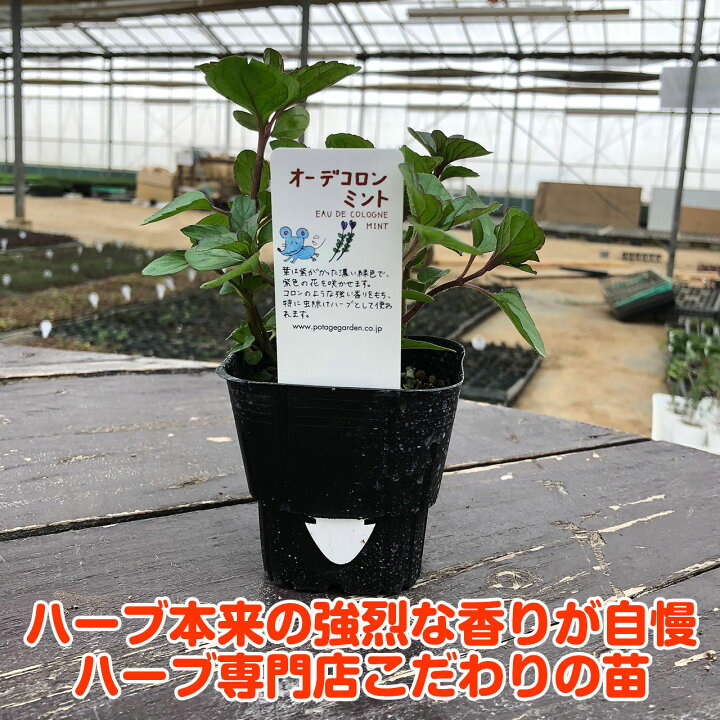 楽天市場 ハーブ 苗 オーデコロンミント ハーブティ ハッカ油 虫除け グリーン 鉢植え 栽培方法 育て方 使い方 選び方 種類 花苗 プランター 栽培キット ミントグリーン ドライハーブ ラベンダー バジル ローズマリー 寄せ植え 野菜 種 春 夏 秋 冬 オーデm ハーブ苗