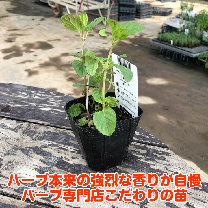 楽天市場】【本日P2倍】 ハーブ 苗 オレンジミント（ハーブティ ハッカ 