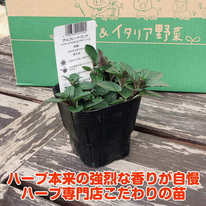 楽天市場 ハーブ 苗 チョコレートミント ハッカ油 虫除け グリーン 鉢植え 栽培方法 育て方 使い方 選び方 種類 花苗 簡単 プランター セット 栽培キット ミントグリーン ドライハーブ ラベンダー バジル ローズマリー 寄せ植え 野菜 種 春 夏 秋 冬 ハーブ苗の