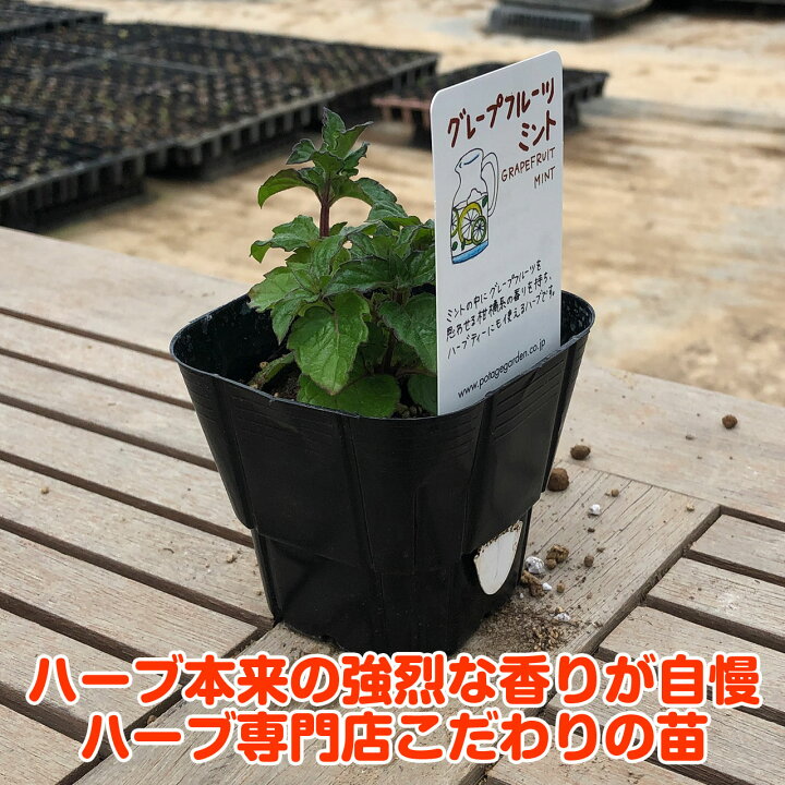 楽天市場 ハーブ 苗 グレープフルーツミント ハーブティ ハッカ油 虫除け グリーン 鉢植え 栽培方法 育て方 使い方 選び方 種類 花苗 簡単 プランター 栽培キット ミントグリーン ラベンダー バジル ローズマリー 寄せ植え 野菜 種 春 夏 秋 冬 グレープm ハーブ苗の