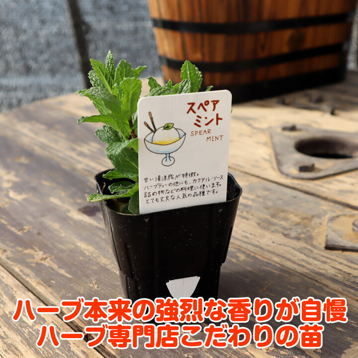 楽天市場 Tv紹介 ハーブ 苗 スペアミント ハーブティ ハッカ油 虫除け グリーン 鉢植え 栽培方法 育て方 使い方 選び方 種類 花苗 送料無料 簡単 プランター セット 栽培キット ミントグリーン ラベンダー バジル ローズマリー 寄せ植え 野菜 種 春 夏 秋 冬