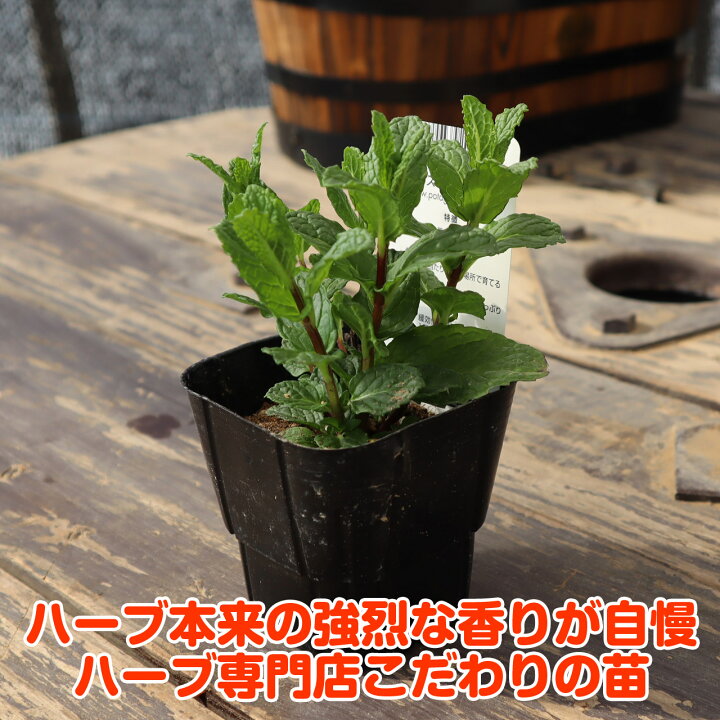 楽天市場 Tv紹介 ハーブ 苗 スペアミント ハーブティ ハッカ油 虫除け グリーン 鉢植え 栽培方法 育て方 使い方 選び方 種類 花苗 送料無料 簡単 プランター セット 栽培キット ミントグリーン ラベンダー バジル ローズマリー 寄せ植え 野菜 種 春 夏 秋 冬