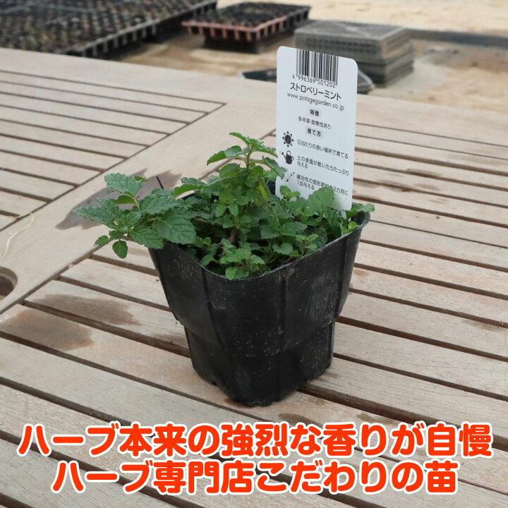 楽天市場 本日p2倍 ハーブ 苗 ストロベリーミント イチゴ 苺 ハッカ油 虫除け グリーン 鉢植え 栽培方法 育て方 使い方 選び方 種類 花苗 簡単 プランター セット 栽培キットも ミントグリーン ラベンダー バジル 寄せ植え 野菜 種 春 夏 秋 冬 ハーブ苗の