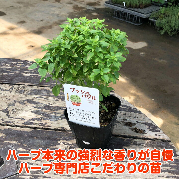 楽天市場 ハーブ 苗 ブッシュバジル ハーブティー ハーブガーデン 栽培キット 花苗 ガーデニング ドライハーブ セット 室内 プランター 寄せ植え ティーバッグ ハーブウォーター 乾燥 料理 プランター 家庭菜園 キット ブッシュb ハーブ苗のポタジェガーデン