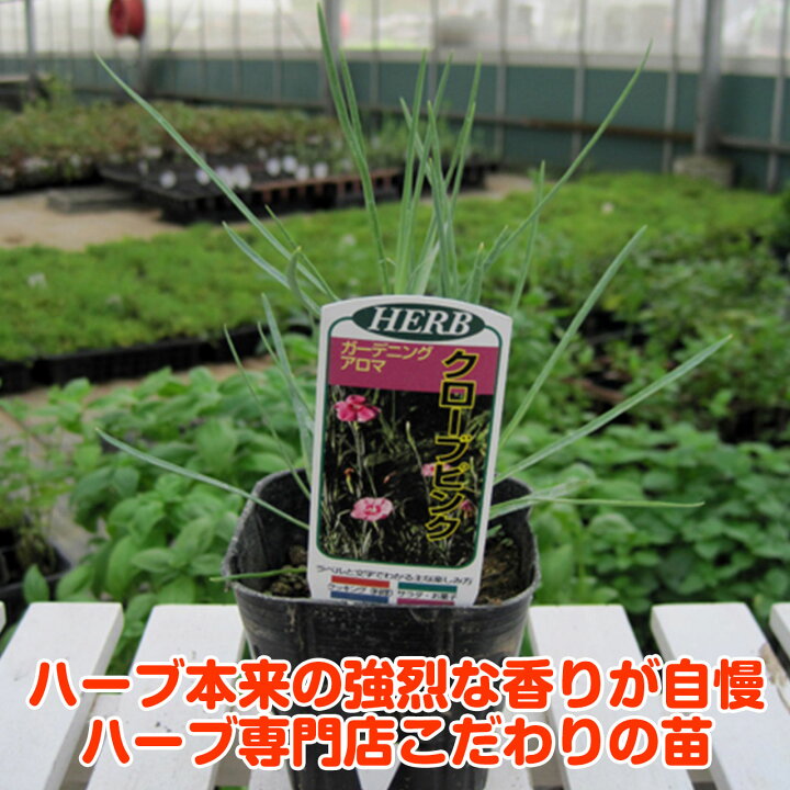 楽天市場 本日p2倍 ハーブ 苗 クローブピンク ハーブティー 栽培キット 寄せ植え 鉢植え タイム 乾燥 ドライハーブ セット 室内 プランター 種 ラベンダー 苗木 花苗 観葉植物 ハーブガーデン ハーブミックス ハーブの土 かわいい ハーブ苗のポタジェガーデン