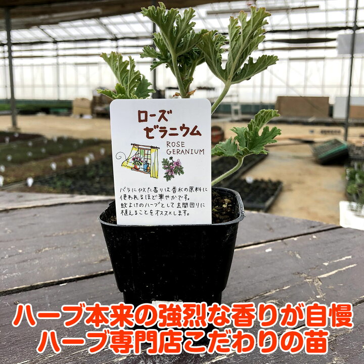 楽天市場 ハーブ 苗 ローズゼラニウム ハーブティー ハーブガーデン 栽培キット 花苗 ガーデニング ドライハーブ セット 室内 プランター 寄せ植え ティーバッグ ハーブウォーター 乾燥 料理 プランター 家庭菜園 キット ハーブ苗のポタジェガーデン