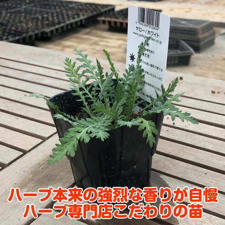楽天市場 ハーブ 苗 ヤロー ホワイト ヤロウ ハーブティー ハーブガーデン 栽培キット 花苗 ガーデニング ドライハーブ セット 室内 プランター 寄せ植え ティーバッグ ハーブウォーター 乾燥 料理 プランター 家庭菜園 キット ハーブ苗のポタジェガーデン