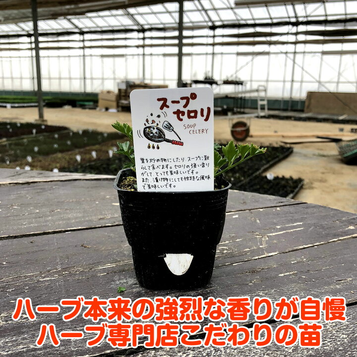 楽天市場 ハーブ 苗 スープセロリ ハーブティー 栽培キット 寄せ植え 鉢植え タイム 乾燥 ドライハーブ セット 室内 プランター 種 ラベンダー 苗木 花苗 観葉植物 ハーブガーデン ハーブミックス ハーブの土 かわいい ハーブ苗のポタジェガーデン