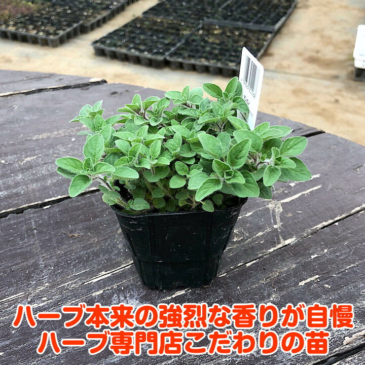 楽天市場 ハーブ 苗 オレガノ 苗木 ハーブティー ハーブガーデン 栽培キット 花苗 ガーデニング ドライハーブ セット 室内 プランター 寄せ植え ティーバッグ ハーブウォーター 乾燥 料理 プランター 家庭菜園 キット ハーブ苗のポタジェガーデン