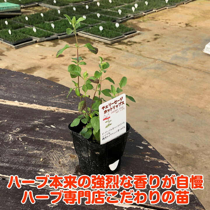 楽天市場 ハーブ 苗 チェリー セージ ホットリップス 花苗 苗木 多年生 栽培 寄せ植え 育て方 使い方 選び方 野菜 販売 収穫 時期 料理 レシピ 使い方 肉 ハーブティ セージティ 作り方 乾燥 ドライ アロマ 香水 サルビアグリーン お香 花 猫 チェリーhotlips