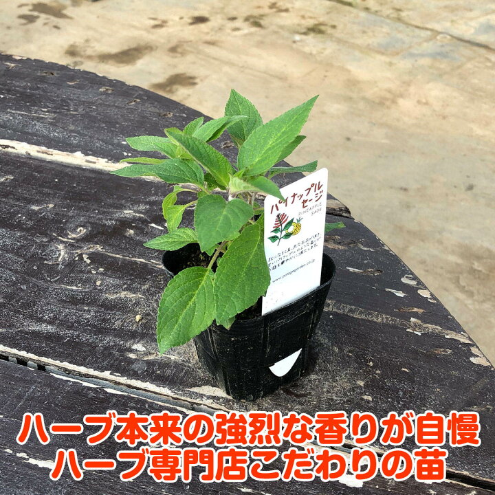 楽天市場 ハーブ 苗 パイナップル セージ 花苗 苗木 多年生 多年草 栽培 寄せ植え 育て方 使い方 選び方 野菜 販売 収穫 時期 ハーブティ セージティ 作り方 乾燥 ドライ アロマ 香水 強壮 消化促進 サルビア セージグリーン 色 お香 花 浄化 Pineセージ