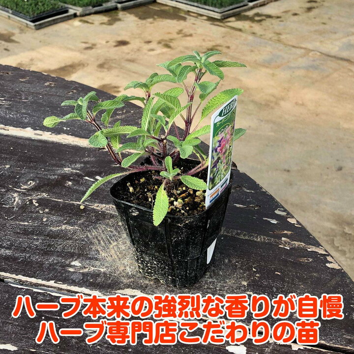 楽天市場 本日p2倍 ハーブ 苗 ペインテッド セージ ピンク 花苗 苗木 一年草 栽培 寄せ植え 観賞 育て方 使い方 選び方 収穫 時期 ハーブティ セージティ 作り方 乾燥 ドライ アロマ 香水 強壮 消化促進 健胃 サルビア セージグリーン 色 お香 花 浄化スプレー