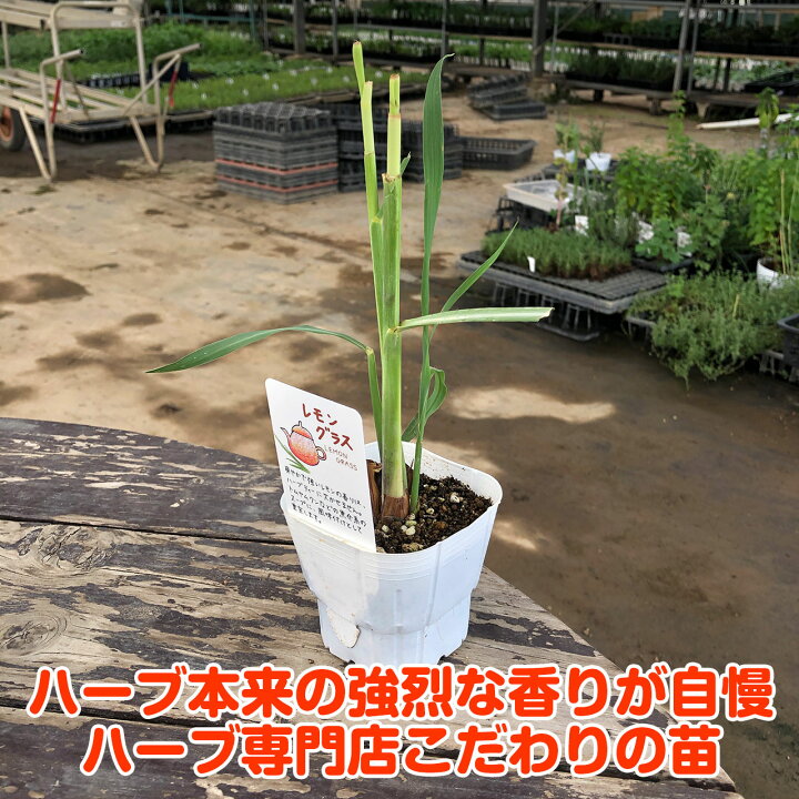 90円 初回限定 種 花たね レモングラス 1袋 15粒