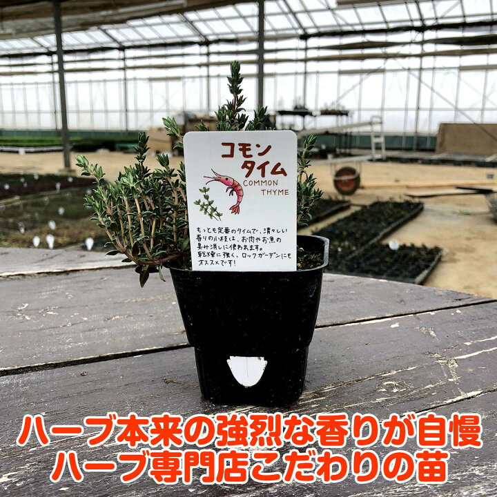 楽天市場】ハーブ 苗 セット コモンタイム 5個(ハーブ苗 栽培キット 英語 効能 代用 種類 料理 育て方 使い方 選び方 ラベンダー 寄せ植え ハーブティ 種 鉢植え バジル ローズマリー ミント 花苗 セット 送料無料 ドライハーブ 野菜 水耕栽培) : ハーブ苗のポタジェ ... 楽天市場】ハーブ 苗 セット コモンタイム 5個(ハーブ苗 栽培キット 英語 効能 代用 種類 料理 育て方 使い方 選び方 ラベンダー 寄せ植え ハーブティ 種 鉢植え バジル ローズマリー ミント 花苗 セット 送料無料 ドライハーブ 野菜 水耕栽培) : ハーブ苗のポタジェ ...