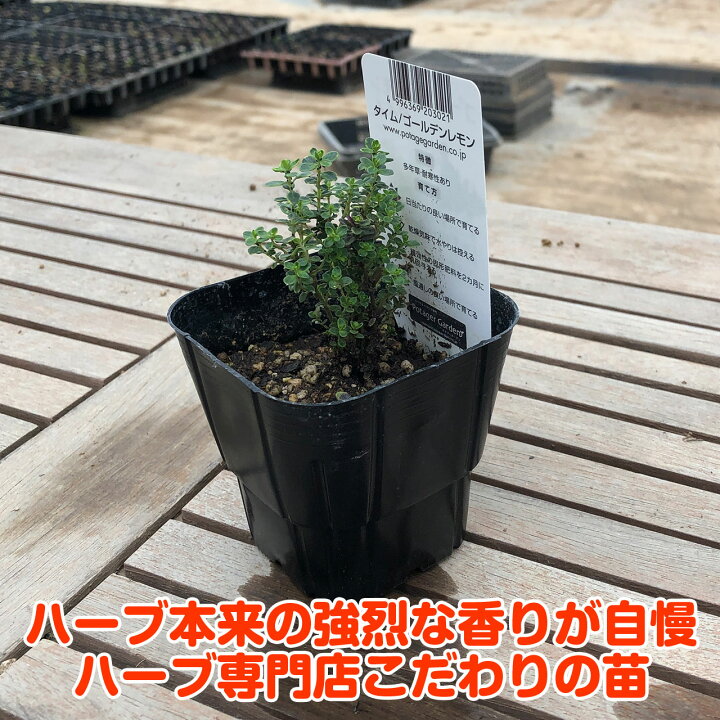 むし碗 春がすみ京型むし碗 7 6 碗 業務用 ちゃわんむし 贈答品 ギフト 引き出物 茶碗蒸し 8 5cm X 贈り物 おしゃれ かわいい プレゼント 蒸し器 強化 寿司屋 誕生日 食器 飲食店