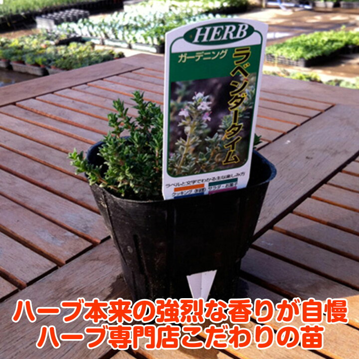 楽天市場 本日p2倍 ハーブ 苗 ラベンダータイム ハーブ苗 栽培キット 英語 効能 種類 料理 育て方 使い方 選び方 ラベンダー 苗 ハーブ 寄せ植え ハーブティー 種 レシピ 鉢植え バジル ローズマリー ミント 花苗 セット 送料無料 ドライハーブ 水耕栽培 Lav Thyme 楽天市場 本日p2倍 ハーブ 苗 ラベンダータイム ハーブ苗 栽培キット 英語 効能 種類 料理 育て方 使い方 選び方 ラベンダー 苗 ハーブ 寄せ植え ハーブティー 種 レシピ 鉢植え バジル ローズマリー ミント 花苗 セット 送料無料 ドライハーブ 水耕栽培 Lav Thyme