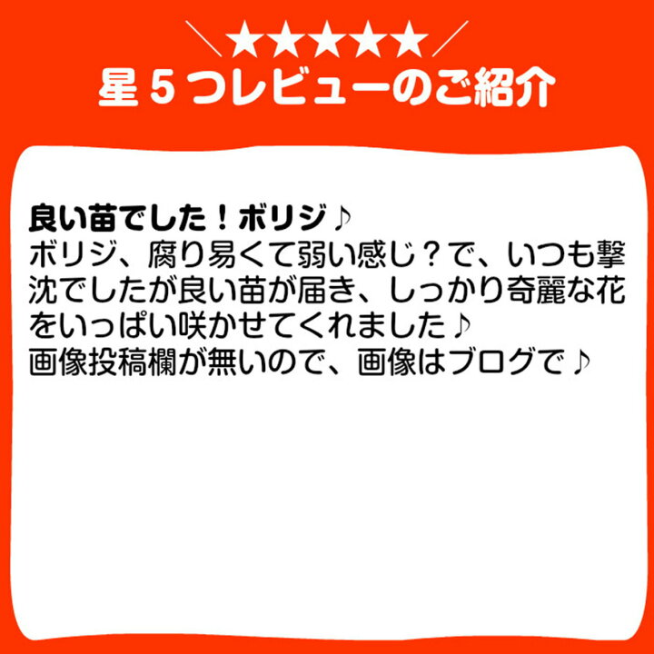 楽天市場 ハーブ 苗 ボリジ青花 ハーブティー 栽培キット 寄せ植え 鉢植え タイム 乾燥 ドライハーブ セット 室内 プランター 種 ラベンダー 苗木 花苗 観葉植物 ハーブガーデン ハーブミックス ハーブの土 かわいい ボリジ青 ハーブ苗のポタジェガーデン