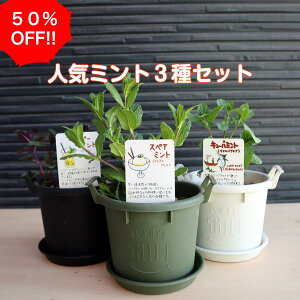 ローズマリー 種 苗の人気商品 通販 価格比較 価格 Com