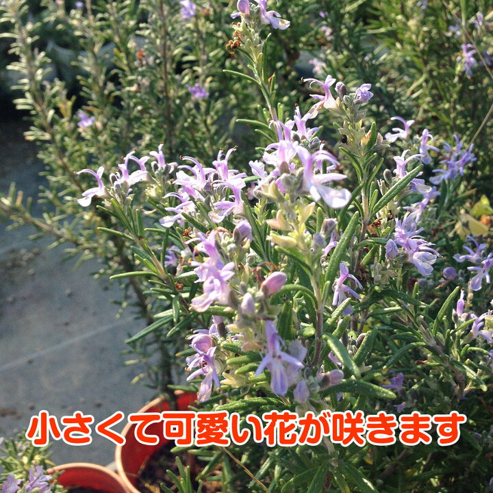 楽天市場 本日p2倍 ハーブ 苗 ローズマリー マジョルカピンク 精油 鉢 鉢植え 花苗 苗木 栽培 室内 庭 ベランダ 食用 育て方 使い方 選び方 ガーデン ドライフラワー アロマオイル ラベンダー ミント タイム 寄せ植え レシピ 花 ギフト 誕生日 プレゼント ローズ 楽天市場 本日p2倍 ハーブ 苗 ローズマリー マジョルカピンク 精油 鉢 鉢植え 花苗 苗木 栽培 室内 庭 ベランダ 食用 育て方 使い方 選び方 ガーデン ドライフラワー アロマオイル ラベンダー ミント タイム 寄せ植え レシピ 花 ギフト 誕生日 プレゼント ローズ