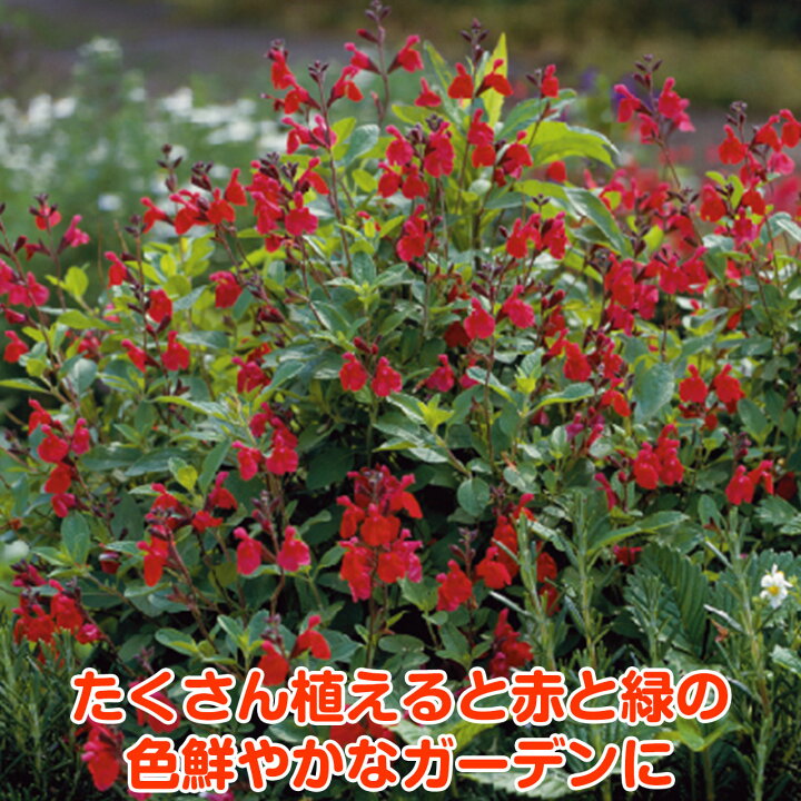 楽天市場 ハーブ 苗 チェリー セージ レッド 花苗 苗木 多年生 多年草 宿根草 栽培 寄せ植え 育て方 使い方 選び方 野菜 販売 収穫 時期 ハーブティー セージティー 作り方 乾燥 ドライ アロマ 香水 強壮 消化促進 サルビア セージグリーン 花 チェリーred ハーブ苗 楽天市場 ハーブ 苗 チェリー セージ レッド 花苗 苗木 多年生 多年草 宿根草 栽培 寄せ植え 育て方 使い方 選び方 野菜 販売 収穫 時期 ハーブティー セージティー 作り方 乾燥 ドライ アロマ 香水 強壮 消化促進 サルビア セージグリーン 花 チェリーred ハーブ苗