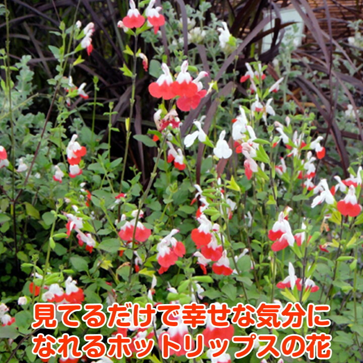 楽天市場 ハーブ 苗 チェリー セージ ホットリップス 花苗 苗木 多年生 栽培 寄せ植え 育て方 使い方 選び方 野菜 販売 収穫 時期 料理 レシピ 使い方 肉 ハーブティ セージティ 作り方 乾燥 ドライ アロマ 香水 サルビアグリーン お香 花 猫 チェリーhotlips