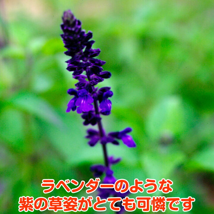 楽天市場 ハーブ 苗 ラベンダー セージ 花苗 苗木 多年生 多年草 栽培 寄せ植え 育て方 使い方 選び方 野菜 販売 収穫 時期 料理 レシピ 簡単 肉 ハーブティ セージティ 作り方 乾燥 ドライ アロマ 香水 強壮 消化促進 サルビア セージグリーン 色 Lavセージ 楽天市場 ハーブ 苗 ラベンダー セージ 花苗 苗木 多年生 多年草 栽培 寄せ植え 育て方 使い方 選び方 野菜 販売 収穫 時期 料理 レシピ 簡単 肉 ハーブティ セージティ 作り方 乾燥 ドライ アロマ 香水 強壮 消化促進 サルビア セージグリーン 色 Lavセージ