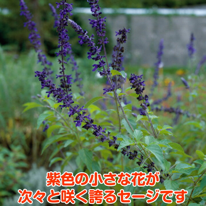 楽天市場 ハーブ 苗 ラベンダー セージ 花苗 苗木 多年生 多年草 栽培 寄せ植え 育て方 使い方 選び方 野菜 販売 収穫 時期 料理 レシピ 簡単 肉 ハーブティ セージティ 作り方 乾燥 ドライ アロマ 香水 強壮 消化促進 サルビア セージグリーン 色 Lavセージ