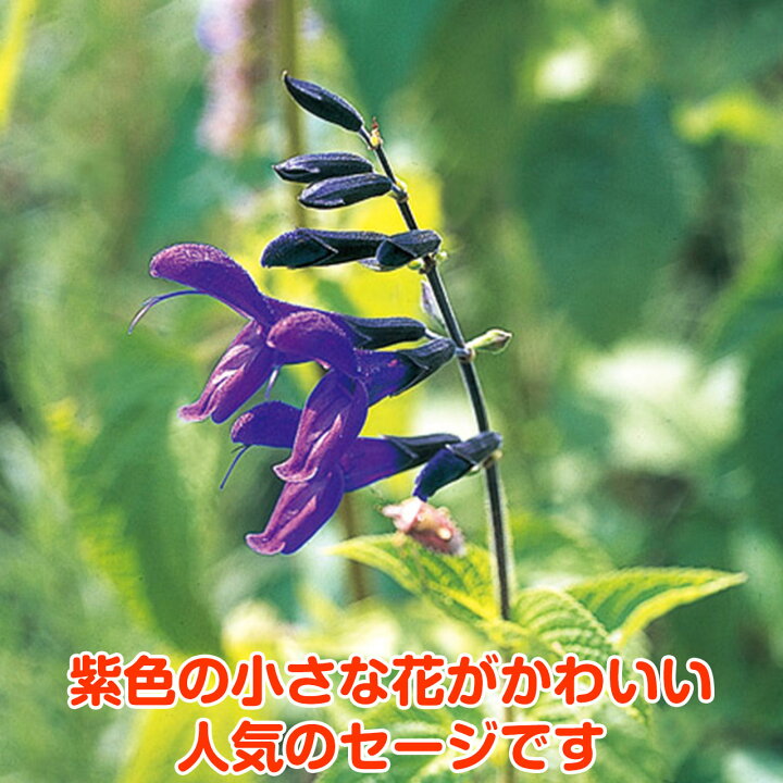 楽天市場 本日p5倍 ハーブ 苗 メドー セージ 花苗 苗木 多年生 多年草 栽培 寄せ植え 育て方 使い方 選び方 野菜 販売 収穫 時期 ハーブティ セージティ 作り方 乾燥 ドライ アロマ 香水 強壮 消化促進 健胃 整腸 サルビア セージグリーン 色 お香