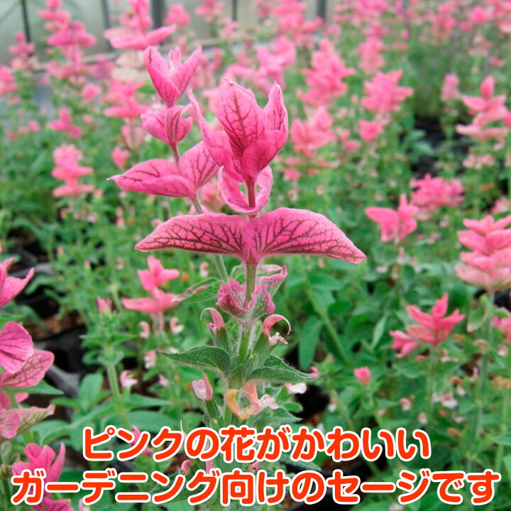 楽天市場 本日p2倍 ハーブ 苗 ペインテッド セージ ピンク 花苗 苗木 一年草 栽培 寄せ植え 観賞 育て方 使い方 選び方 収穫 時期 ハーブティ セージティ 作り方 乾燥 ドライ アロマ 香水 強壮 消化促進 健胃 サルビア セージグリーン 色 お香 花 浄化スプレー