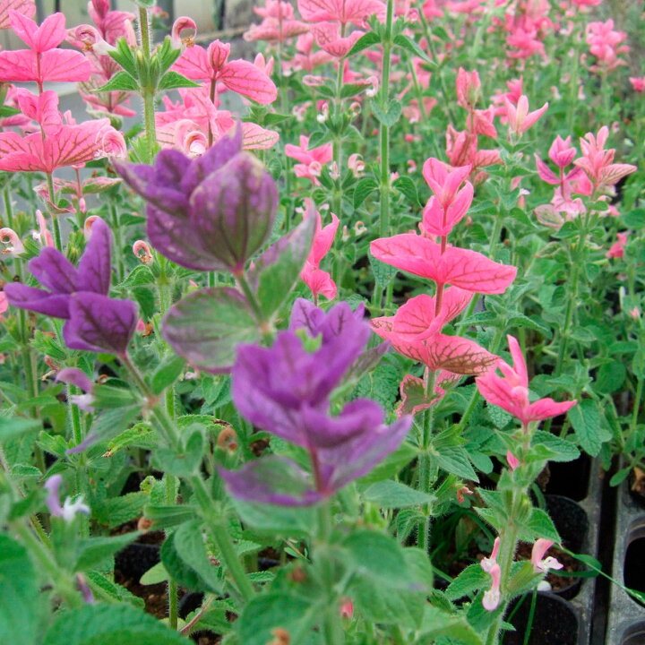 楽天市場 本日p2倍 ハーブ 苗 ペインテッド セージ ピンク 花苗 苗木 一年草 栽培 寄せ植え 観賞 育て方 使い方 選び方 収穫 時期 ハーブティ セージティ 作り方 乾燥 ドライ アロマ 香水 強壮 消化促進 健胃 サルビア セージグリーン 色 お香 花 浄化スプレー